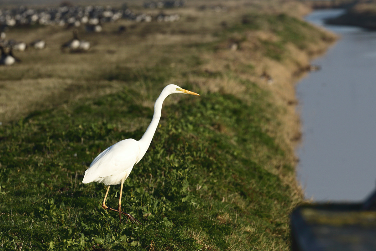 Grote Zilverreiger